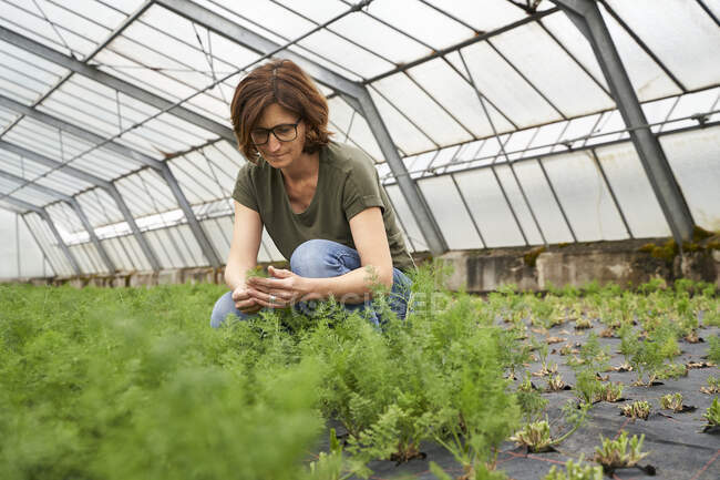 Donna che coltiva erbe in serra — Foto stock