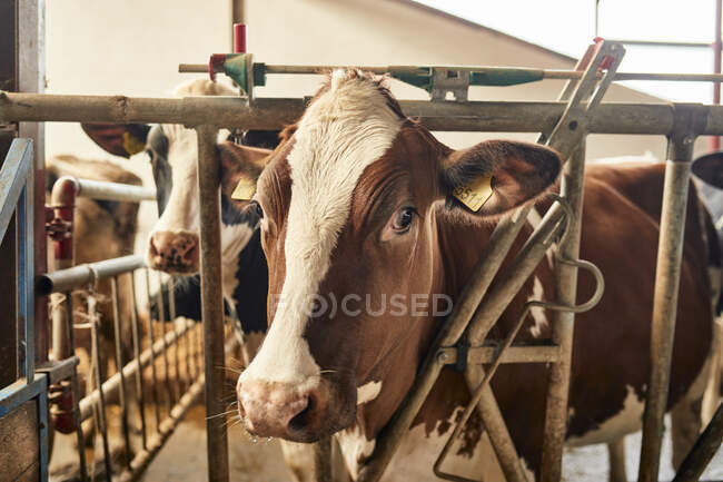 Bovini In Piedi In Recinto Animale Al Fienile Mucca Allevamento Di Bestiame Stock Photo 474292564