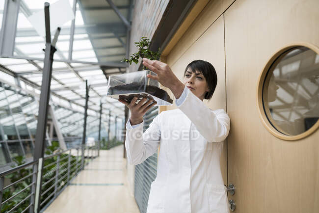 Scientifique regarder la plante dans une boîte en verre grandir — Photo de stock