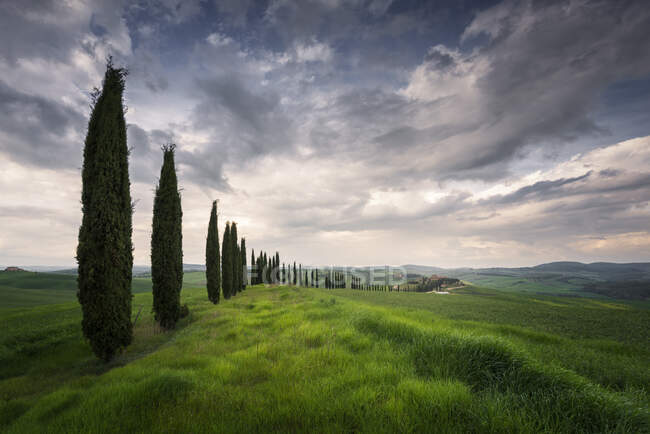 Italia, Toscana, Drammatiche nuvole su filari di cipressi che si estendono lungo prati erbosi — Foto stock