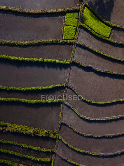 Indonesia, Bali, Veduta aerea delle risaie a terrazze — Foto stock