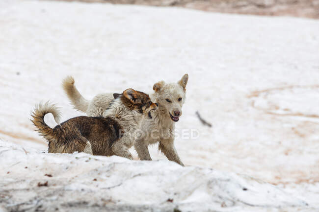 Georgien, Svaneti, Ushguli, Zwei Hunde, die zusammen im Schnee spielen — Stockfoto