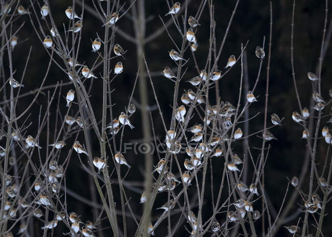 Rebanho desfocado de bramblings (Fringilla montifringilla) empoleirados em ramos — Fotografia de Stock