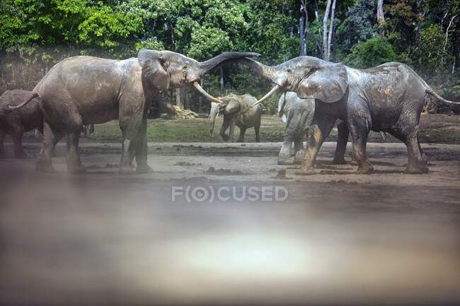 Repubblica Centrafricana, elefanti delle foreste africane (Loxodonta cyclotis) a Dzanga Bai — Foto stock