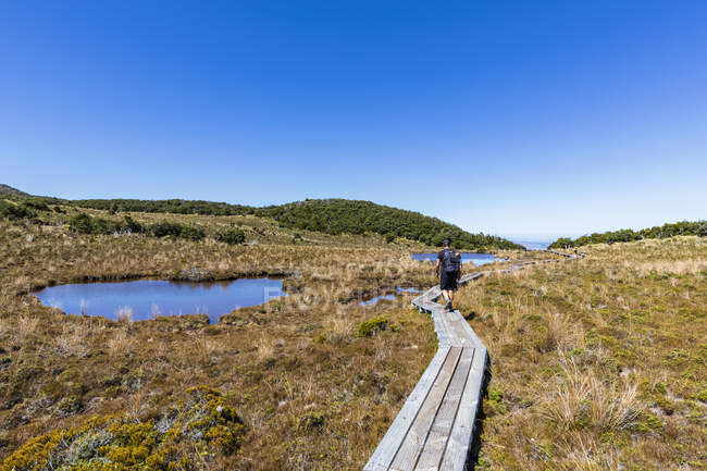 Nova Zelândia, North Island, Caminhante masculino caminhando ao longo Waitonga Falls Pista calçadão — Fotografia de Stock