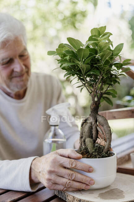 Старший тримає рослину бонсай. — стокове фото