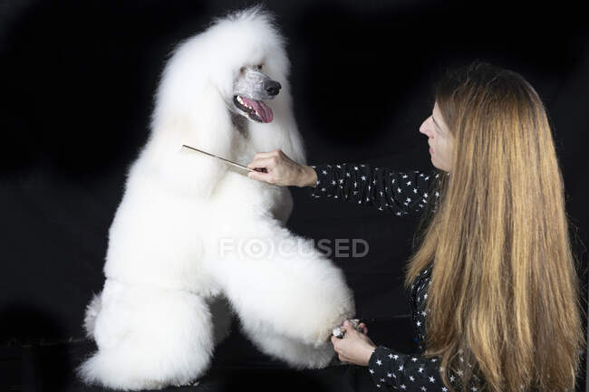 Mulher penteando branco Standard Poodle contra fundo preto — Fotografia de Stock