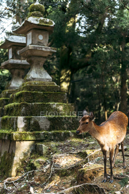 Japan, Nara, Sika-Hirsch (Cervus nippon) steht neben moosbedeckter Steinlaterne im Nara Park — Stockfoto