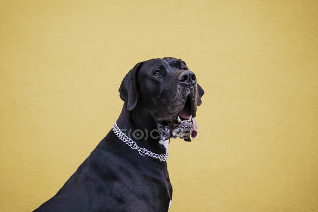 Ritratto di cane nero contro parete gialla — Foto stock