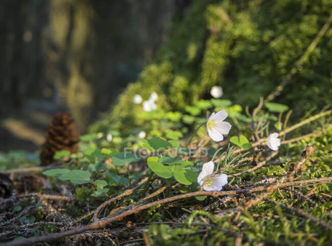 Allemagne, Gros plan sur la floraison des oseilles des bois (Oxalis Acetosella) dans la forêt du Haut-Palatinat — Photo de stock