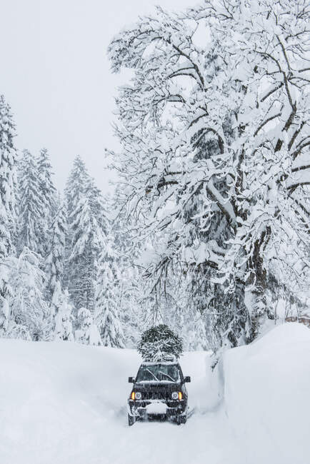 Áustria, Salzburger Land, Lammertal, Carro com árvore de Natal no telhado na estrada nevada — Fotografia de Stock