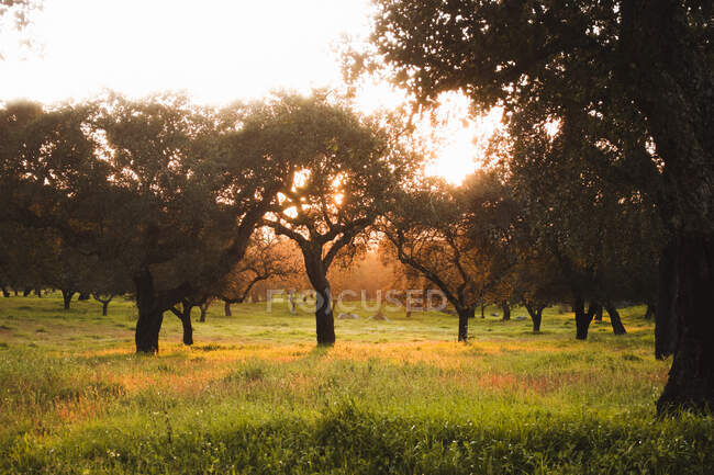 Árboles en el campo de hierba durante la puesta del sol en Evora, Portugal - foto de stock