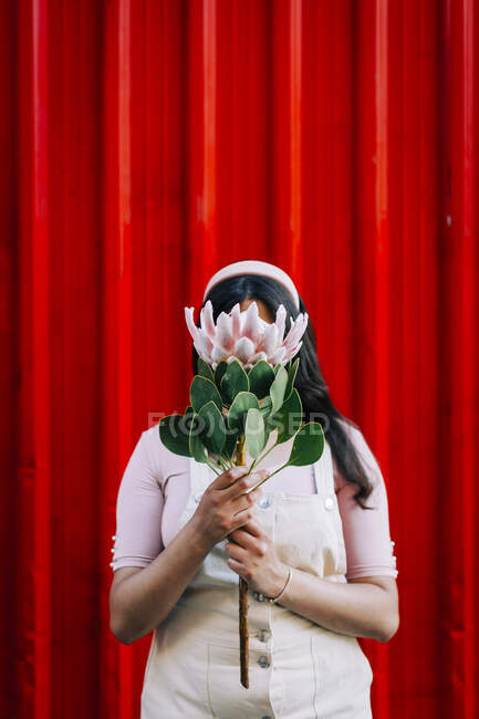 Young woman in front of red wall, hiding behind protea flower — Stock Photo
