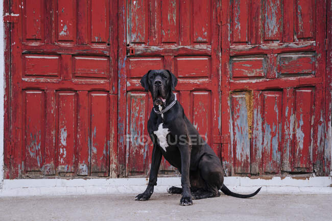 Retrato de cão sentado na frente de uma velha porta de madeira vermelha — Fotografia de Stock
