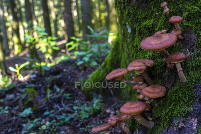 Fungus growing on moss covered tree trunk in woodland — Stock Photo