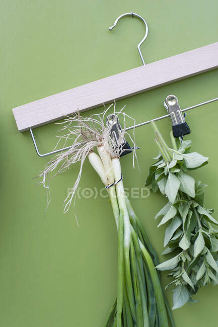 Green leaves and rope on a blue background — Stock Photo