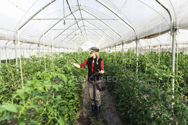 Жінка-працівник ферми перевіряє ріст органічних помідорів в теплиці — стокове фото