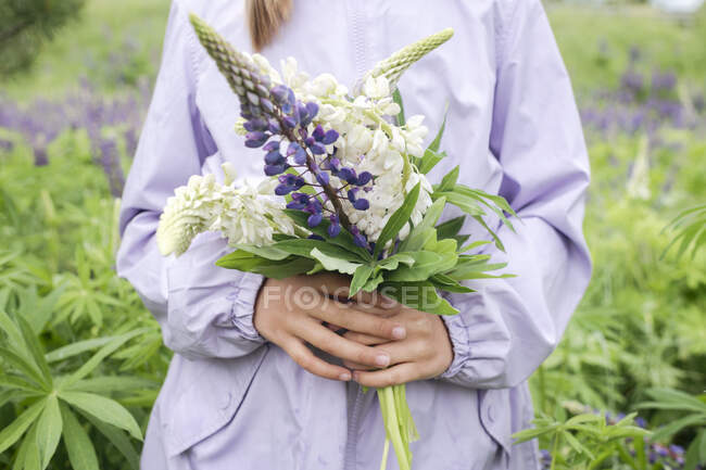 Вид на урожай дівчини, що стоїть перед квітковим полем, що тримає купу люпинів — стокове фото