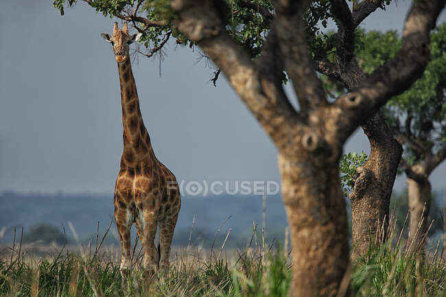 République démocratique du Congo, Portrait de girafe debout dans le parc national de Garamba — Photo de stock