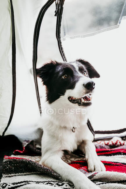 Портрет собаки в наметі. — стокове фото