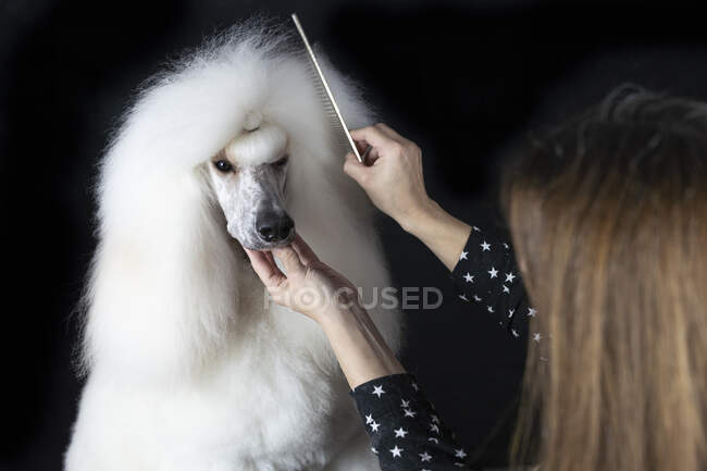 Crop view of woman combing white Standard Poodle against black background — Stock Photo