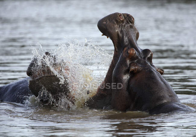 Hippopotamus (Hippopotamus amphibius) bañándose en el río Garamba - foto de stock