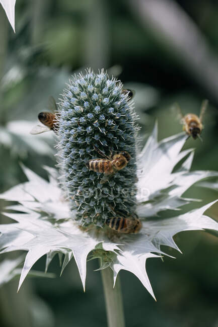 Bienen fliegen um Miss Willmotts Geisterpflanze (Eryngium giganteum) — Stockfoto
