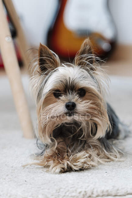 Yorkshire Terrier lying on rug at home — shot, blank - Stock Photo |  #475191420