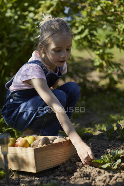Girl harvesting in allotment garden — Stock Photo
