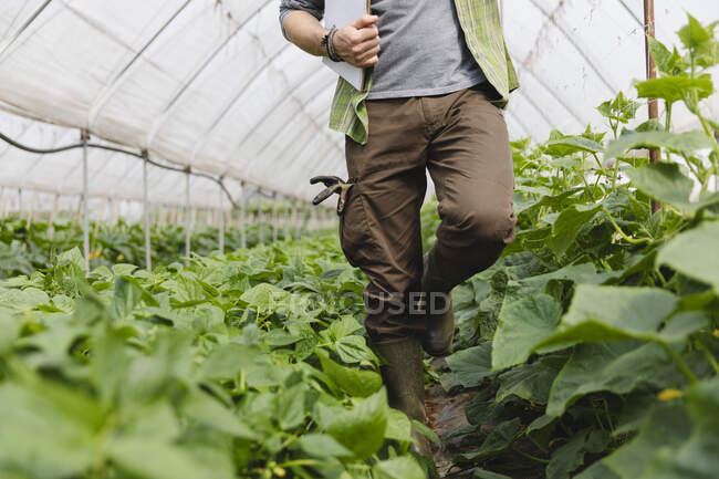 Farmer walking among the vegetables grown in the greenhouse, organic agriculture — Stock Photo