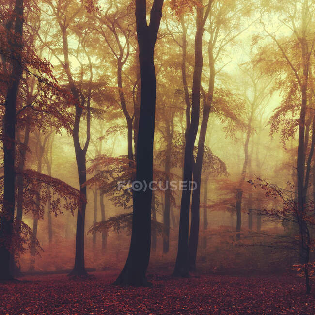 Alemania, Renania del Norte-Westfalia, Wuppertal, bosque de otoño brumoso - foto de stock