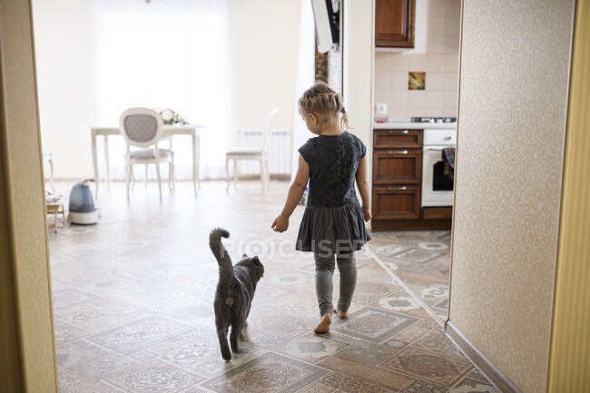 Дівчинка йде з британським котом Шортнейром додому. — стокове фото