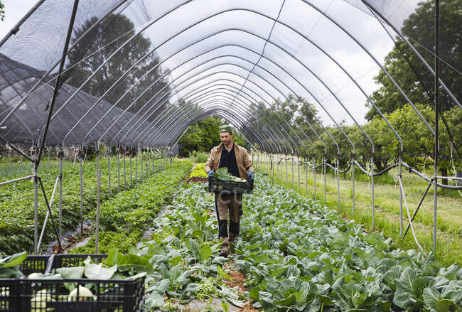 Agricultor ecológico cosechando colinabo - foto de stock