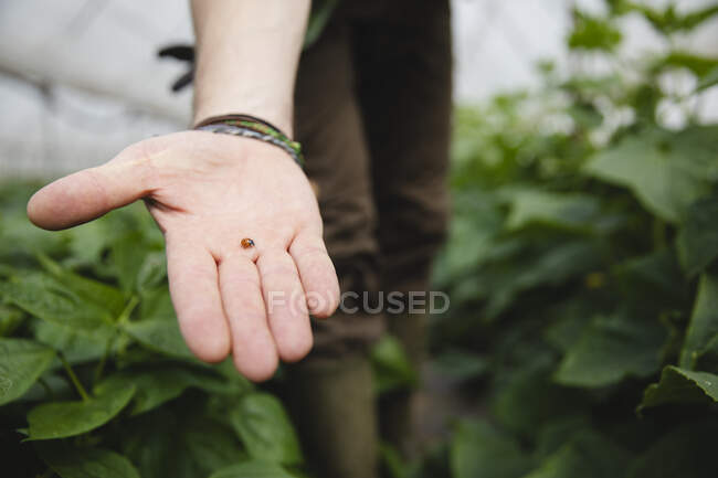 Farmer holding a ladybug in his hand, useful in organic farming — Stock Photo