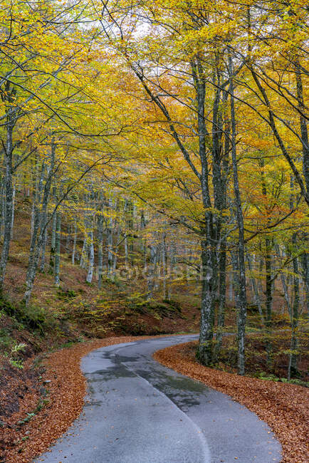 Camino vacío en medio de árboles en el parque nacional durante el otoño - foto de stock