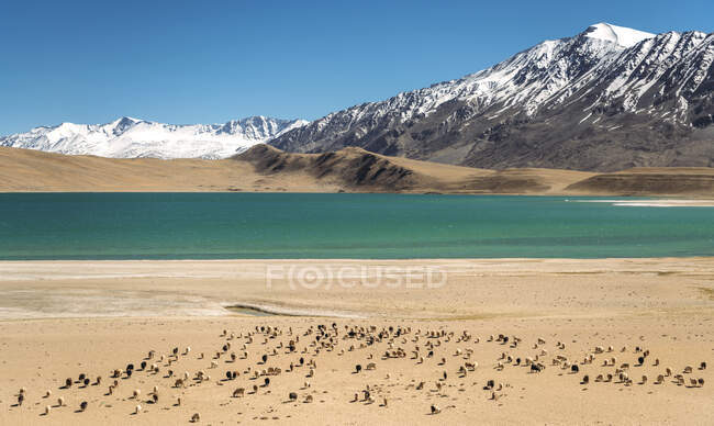 Індія, Ладакх, стадо козлів перед бірюзовим озером у Гімалаях. — стокове фото