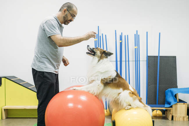 Entrenamiento de fisioterapeuta masculino Border Collie en pelotas de fitness en el centro - foto de stock
