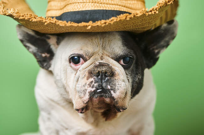 Studioporträt einer weißen französischen Bulldogge mit Cowboyhut — Stockfoto