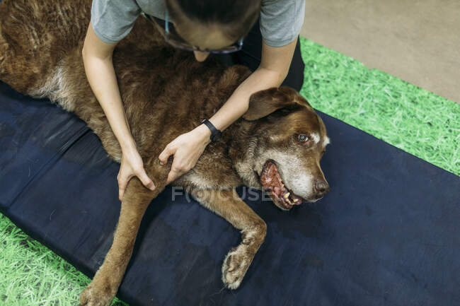 Fisioterapeuta femenina masajeando la extremidad del viejo Labrador Retriever sobre espuma - foto de stock