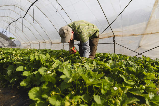 Man Organic strawberry cultivation — Stock Photo