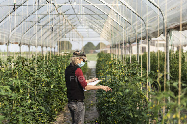 Жінка-господарка з хірургічною маскою перевіряє ріст органічних помідорів в теплиці — стокове фото