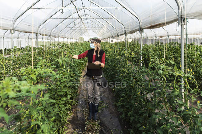 Female farm worker with surgical mask checking the growth of organic tomatoes in a greenhouse — Stock Photo