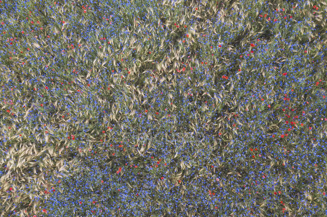 Drone vista de amapolas y acianos floreciendo en el prado de verano - foto de stock