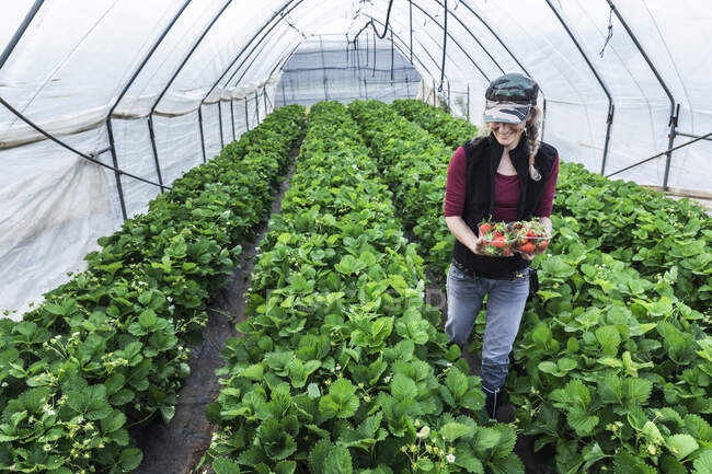 Lächelnde reife Frau hält Container mit frischen Bio-Erdbeeren im Gewächshaus — Stockfoto
