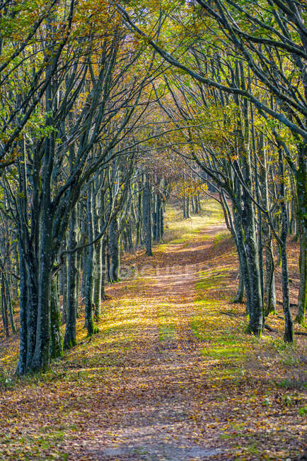 Hiking trail amidst bare trees in national park during autumn — Stock Photo
