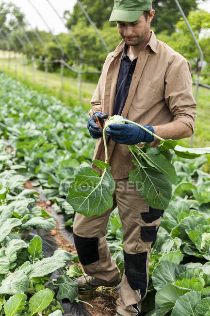 Органічні фермери збирають Колрабі в оранжереї. — стокове фото