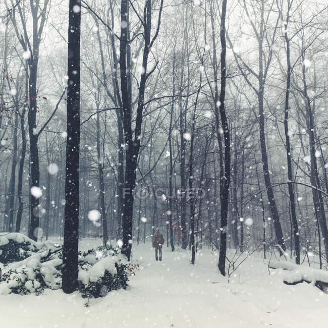 Germania, Renania Settentrionale-Vestfalia, Wuppertal, Escursionista solitario che cammina nella foresta innevata durante le nevicate — Foto stock