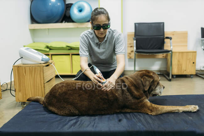 Fisioterapeuta femenina dando tratamiento láser al viejo Labrador Retriever en el centro - foto de stock