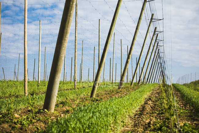Hop crops growing on field against sky at Hallertau, Bavaria, Germany — Stock Photo