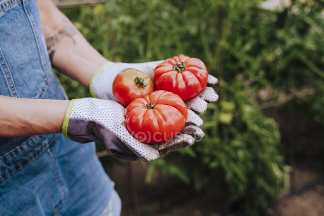 Крупный план женщины, держащей помидоры против растений в огороде — стоковое фото